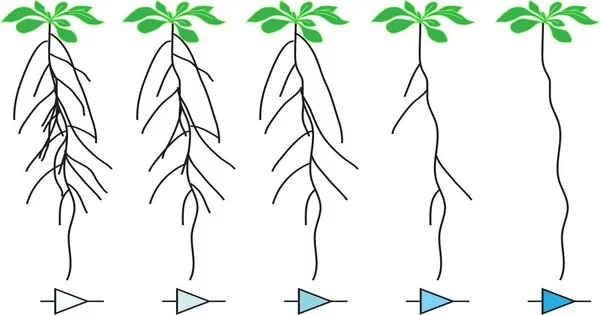 Plant Roots are Reprogrammed using Synthetic Genetic Circuits