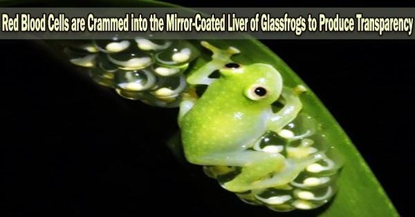 Red Blood Cells are Crammed into the Mirror-Coated Liver of Glassfrogs to Produce Transparency