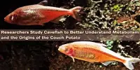 Researchers Study Cavefish to Better Understand Metabolism and the Origins of the Couch Potato
