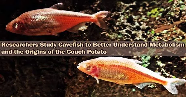 Researchers Study Cavefish to Better Understand Metabolism and the Origins of the Couch Potato