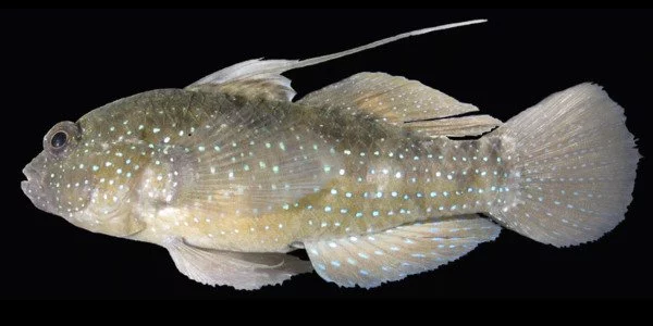Researchers-discover-a-Stem-Cell-Network-in-Prehistoric-Fish-1