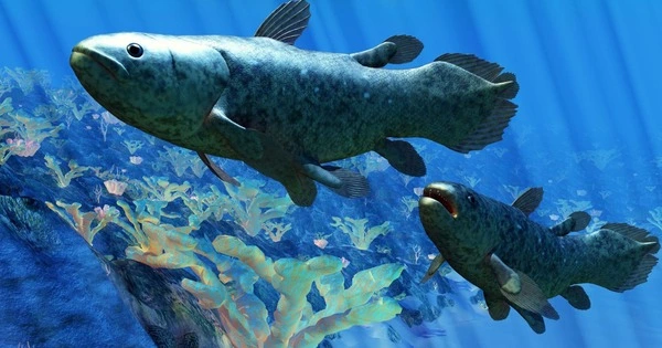 Researchers discover a Stem Cell Network in Prehistoric Fish