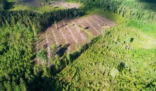 Forests recovering from logging act as a source of carbon
