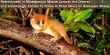 Retroviruses in Madagascar Mouse Lemurs Are Diverse and Surprisingly Similar to Those in Polar Bears or Domestic Sheep