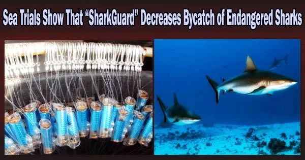 Sea Trials Show That “SharkGuard” Decreases Bycatch of Endangered Sharks