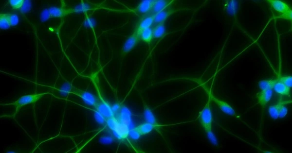 Second Type of Stem Cell was found in the Mouse Brain