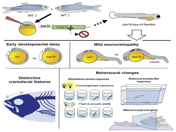 Testing-on-Zebrafish-reveals-a-Gene-that-may-be-at-the-Root-of-Domestication-1