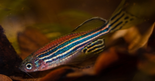 Testing on Zebrafish reveals a Gene that may be at the Root of Domestication