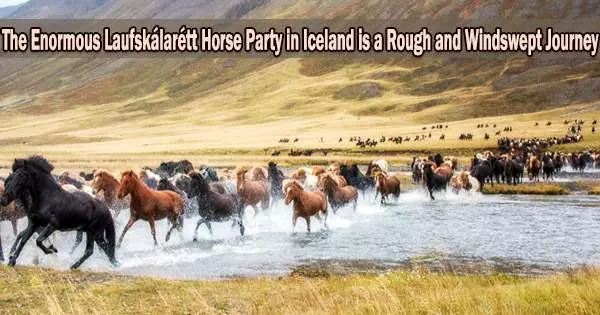 The Enormous Laufskálarétt Horse Party in Iceland is a Rough and Windswept Journey