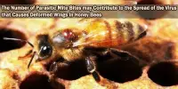 The Number of Parasitic Mite Bites may Contribute to the Spread of the Virus that Causes Deformed Wings in Honey Bees