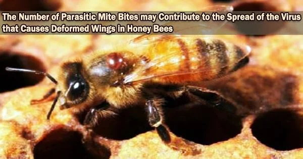 The Number of Parasitic Mite Bites may Contribute to the Spread of the Virus that Causes Deformed Wings in Honey Bees