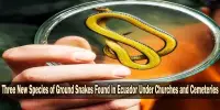 Three New Species of Ground Snakes Found in Ecuador Under Churches and Cemeteries