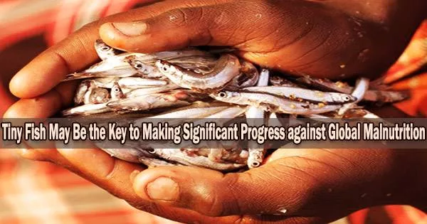 Tiny Fish May Be the Key to Making Significant Progress against Global Malnutrition