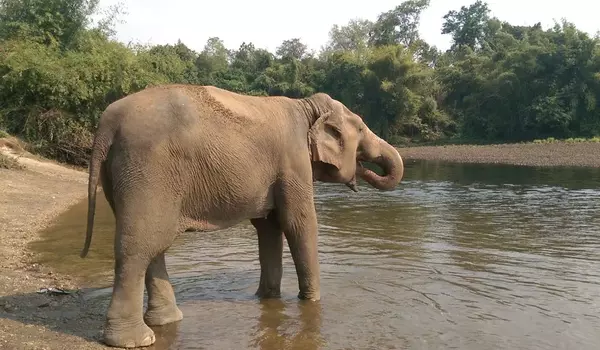 Appreciating the value of elephants