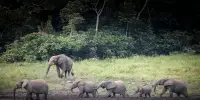 Understanding the Worth of Elephants