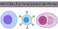 When the Body’s B cell Training Facilities are Open After Hours