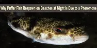 Why Puffer Fish Respawn on Beaches at Night is Due to a Pheromone