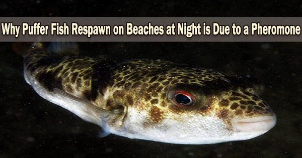 Why Puffer Fish Respawn on Beaches at Night is Due to a Pheromone