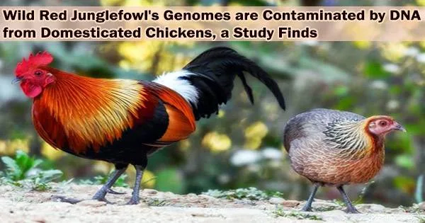 Wild Red Junglefowl’s Genomes are Contaminated by DNA from Domesticated Chickens, a Study Finds