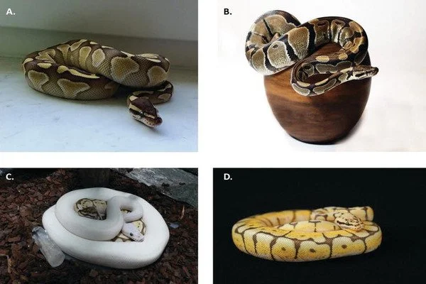 A new understanding of reptile coloration