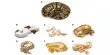 A New Perspective on Reptile Coloration