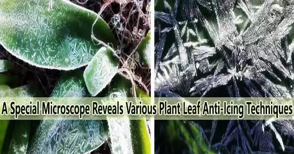A Special Microscope Reveals Various Plant Leaf Anti-Icing Techniques