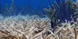 According to a New Study, Coral Reefs in the Eastern Pacific Could Live Until the Year 2060