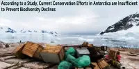 According to a Study, Current Conservation Efforts in Antarctica are Insufficient to Prevent Biodiversity Declines