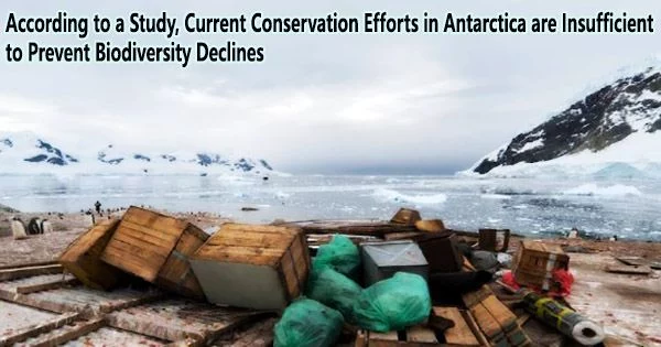 According to a Study, Current Conservation Efforts in Antarctica are Insufficient to Prevent Biodiversity Declines