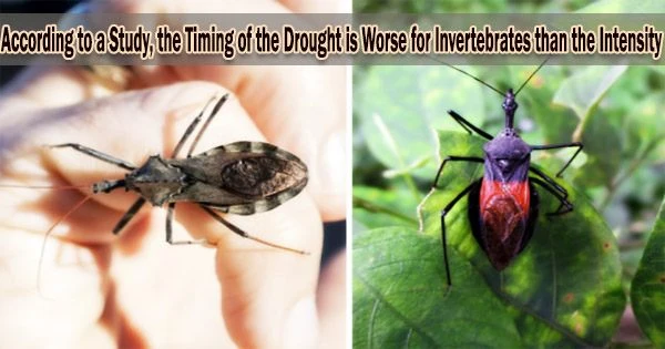According to a Study, the Timing of the Drought is Worse for Invertebrates than the Intensity