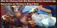 After the Infamous Dodo Bird Became Extinct Centuries Ago, Researchers are Working to Bring it Back