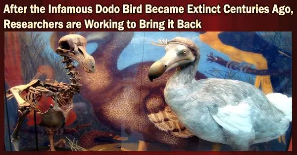 After the Infamous Dodo Bird Became Extinct Centuries Ago, Researchers are Working to Bring it Back