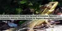 As Early Detection Stops the Spread of Invasive Species, Scientists Advise Florida People to Report Nonnative Lizards