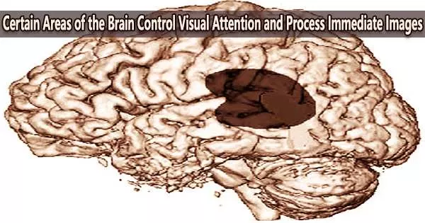 Certain Areas of the Brain Control Visual Attention and Process Immediate Images