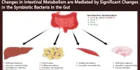 Changes in Intestinal Metabolism are Mediated by Significant Changes in the Symbiotic Bacteria in the Gut