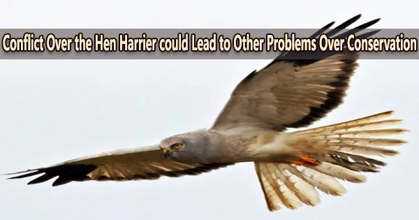 Conflict Over the Hen Harrier could Lead to Other Problems Over Conservation