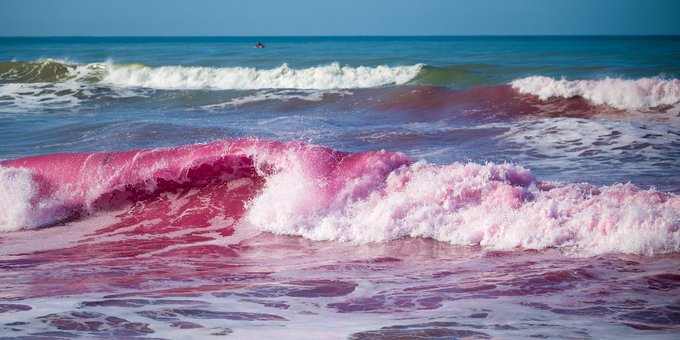 Why Do Scientists In California Dye The Ocean Pink?