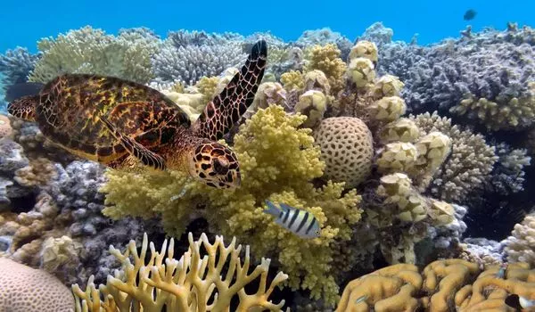 Coral reefs in the Eastern Pacific could survive into the 2060s