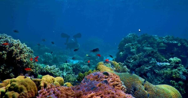 Eastern Pacific Coral Reefs may Live into the 2060s