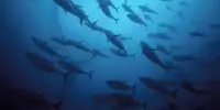 Fish Biodiversity Engine – Shifting Water Depth
