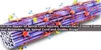 For the Repair of Spinal Cord Injuries, Researchers Create Tissue that Resembles the Spinal Cord and Guides Drugs