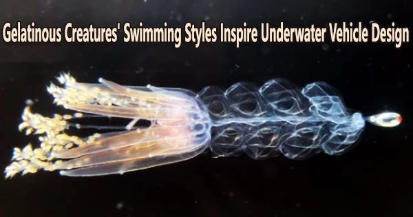 Gelatinous Creatures’ Swimming Styles Inspire Underwater Vehicle Design