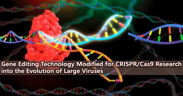 Gene Editing Technology Modified for CRISPR/Cas9 Research into the Evolution of Large Viruses