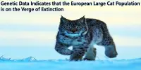Genetic Data Indicates that the European Large Cat Population is on the Verge of Extinction
