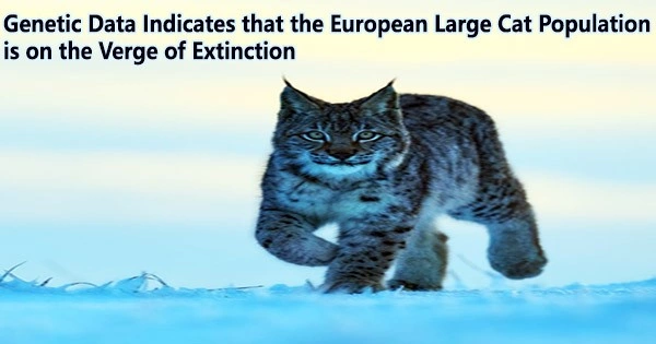 Genetic Data Indicates that the European Large Cat Population is on the Verge of Extinction