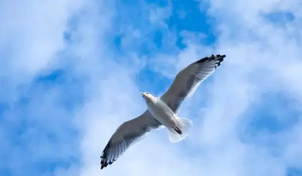 How birds got their wings