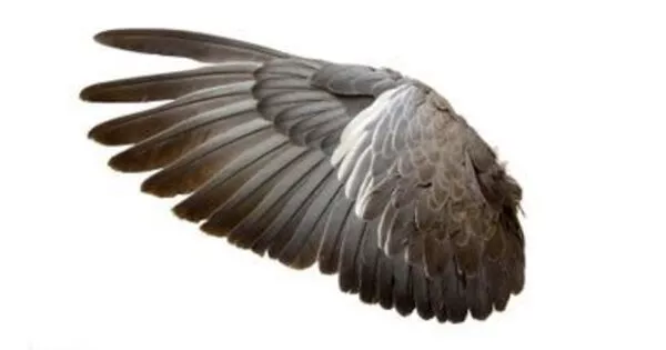 How Birds obtained their Wings