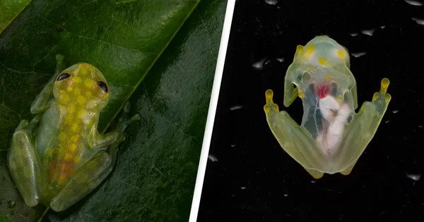 In Tanzania, a Voiceless Frog has been discovered