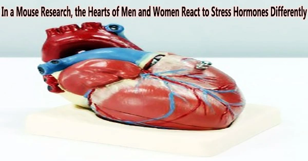 In a Mouse Research, the Hearts of Men and Women React to Stress Hormones Differently