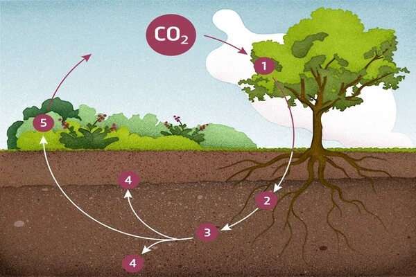 Can clay capture carbon dioxide?